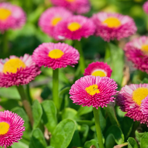 Organic Pink Bellis Flower Seeds for Planting – Heirloom, Non-GMO