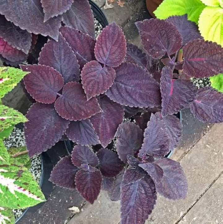 Burgundy Coleus Plant Seeds – Heirloom Non-GMO Foliage Seeds for Colorful Garden Borders