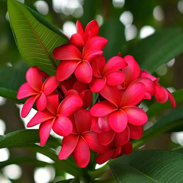 Organic Red Frangipani Flower Seeds for Planting – Heirloom, Non-GMO
