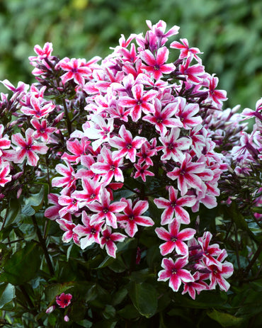 Palmyra Phlox