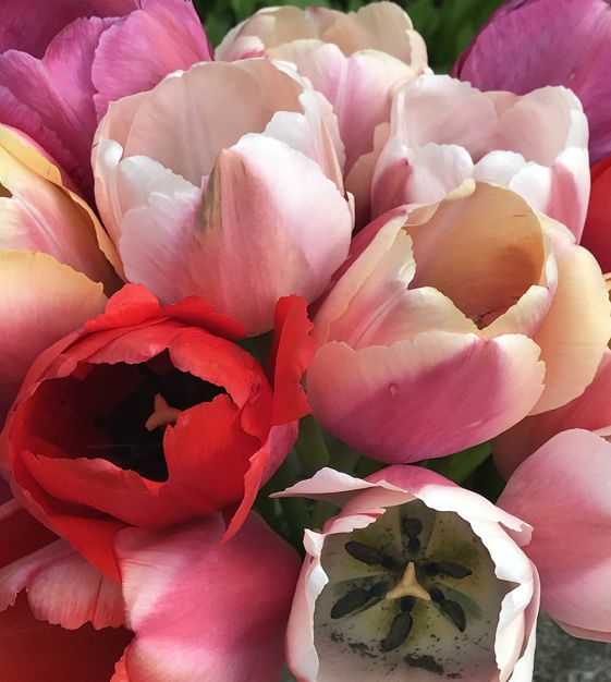 Pride Tulip Mixture Seeds