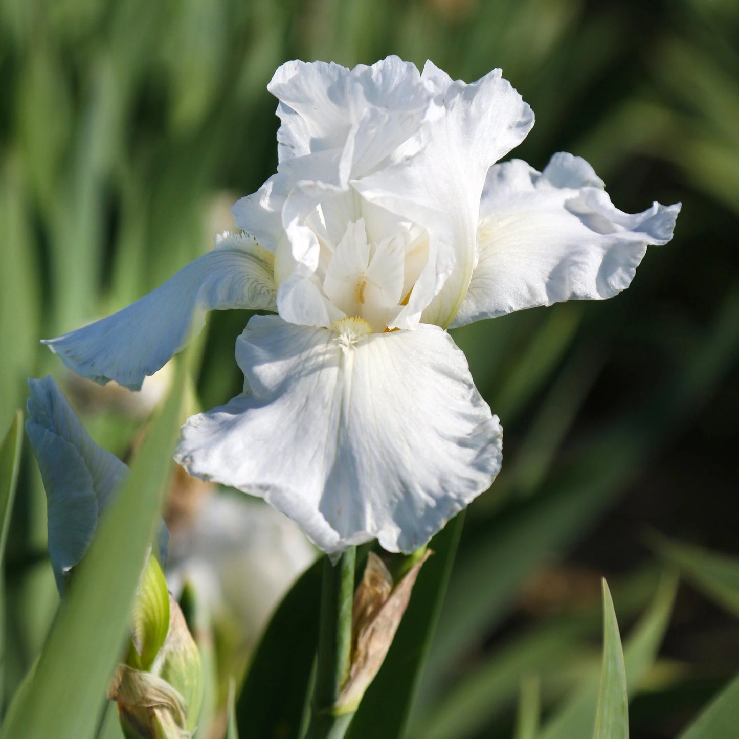 Got Milk Bearded Iris