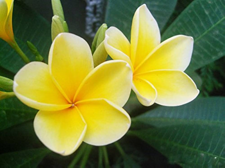 Yellow White Egg Flower Seeds for Garden Planting – Heirloom, Non-GMO Bright Bloom Variety