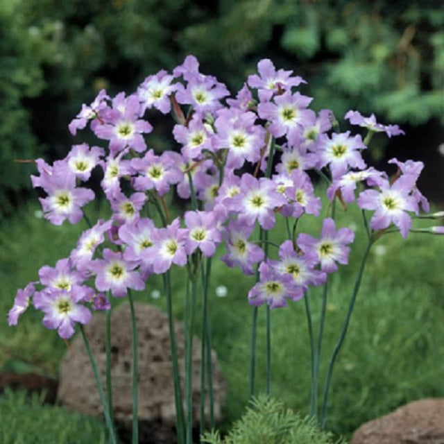 Leucocoryne- Glory of the Sun