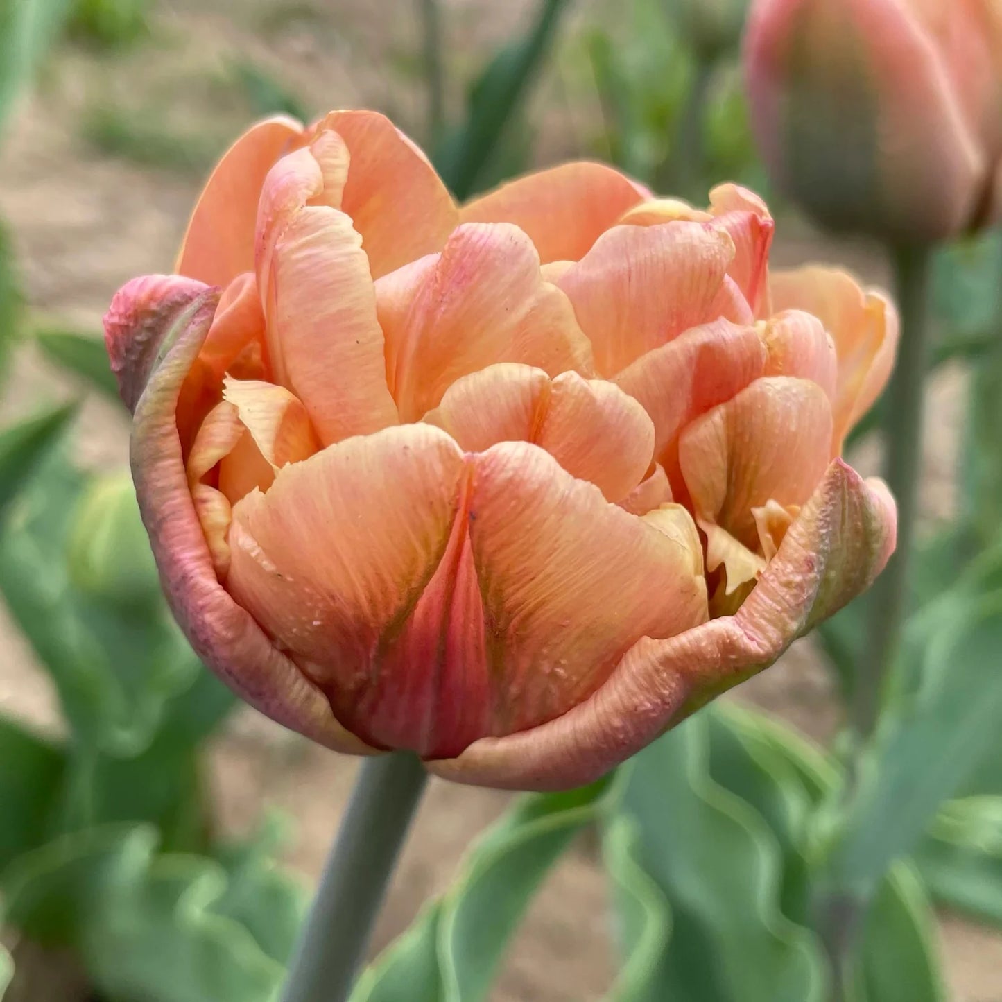 La Belle Epoque Tulip Seeds