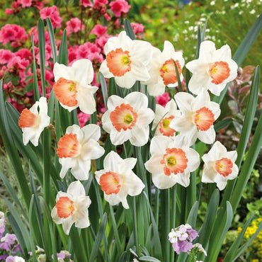 Pink Charm Daffodil Seeds
