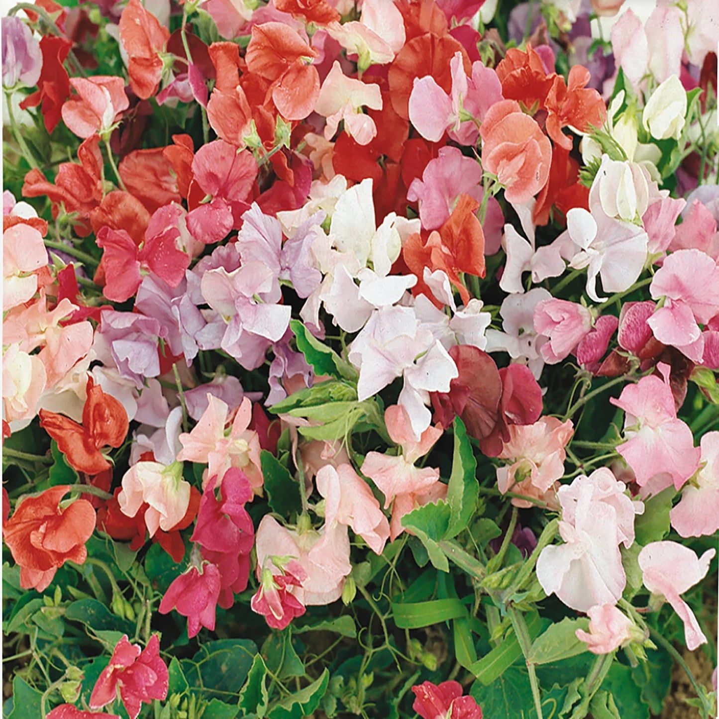 Sweetpea- Little Sweetheart Mix