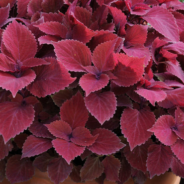 Heirloom Deep Red Coleus Flower Seeds for Planting – Non-GMO, Bold Ornamental Foliage Variety