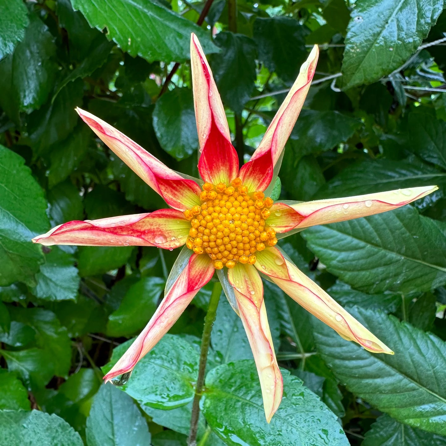 Dahlia- Golden Sunset (Tuber)