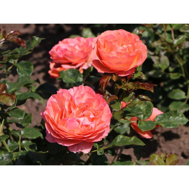 Rose- Coral Lions Rose