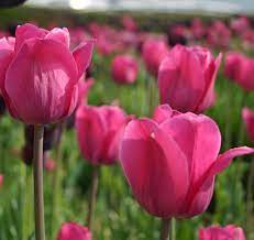 Don Quichotte Tulip Super Sak Seeds