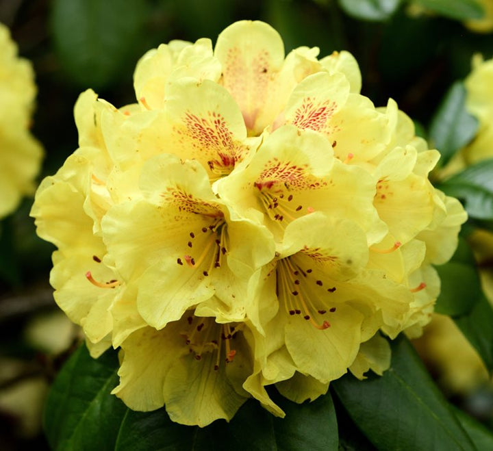 Heirloom Yellow Rhododendron Flower Seeds for Planting – Non-GMO Perennial Garden Blooms