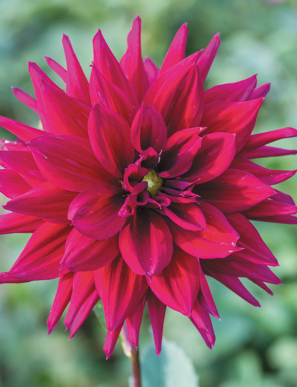 Dahlia- Pondicherry (Tuber)