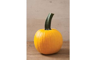 Sunlight PMR – Pumpkin Seed