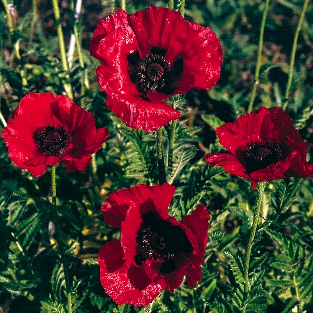 Red Rumble Oriental Poppy