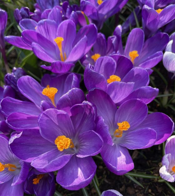 Flower Record Giant Dutch Crocus Seeds