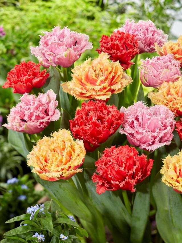 Double Fringed Tulip Mixture Seeds
