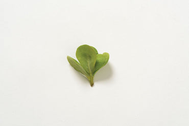 Goldberg Golden Purslane – Green Seed