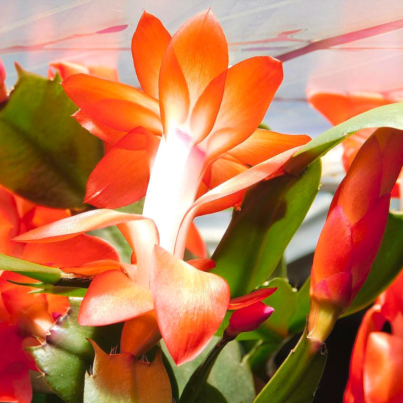 Organic Dark Orange Zygocactus Flower Seeds for Planting – Heirloom, Non-GMO