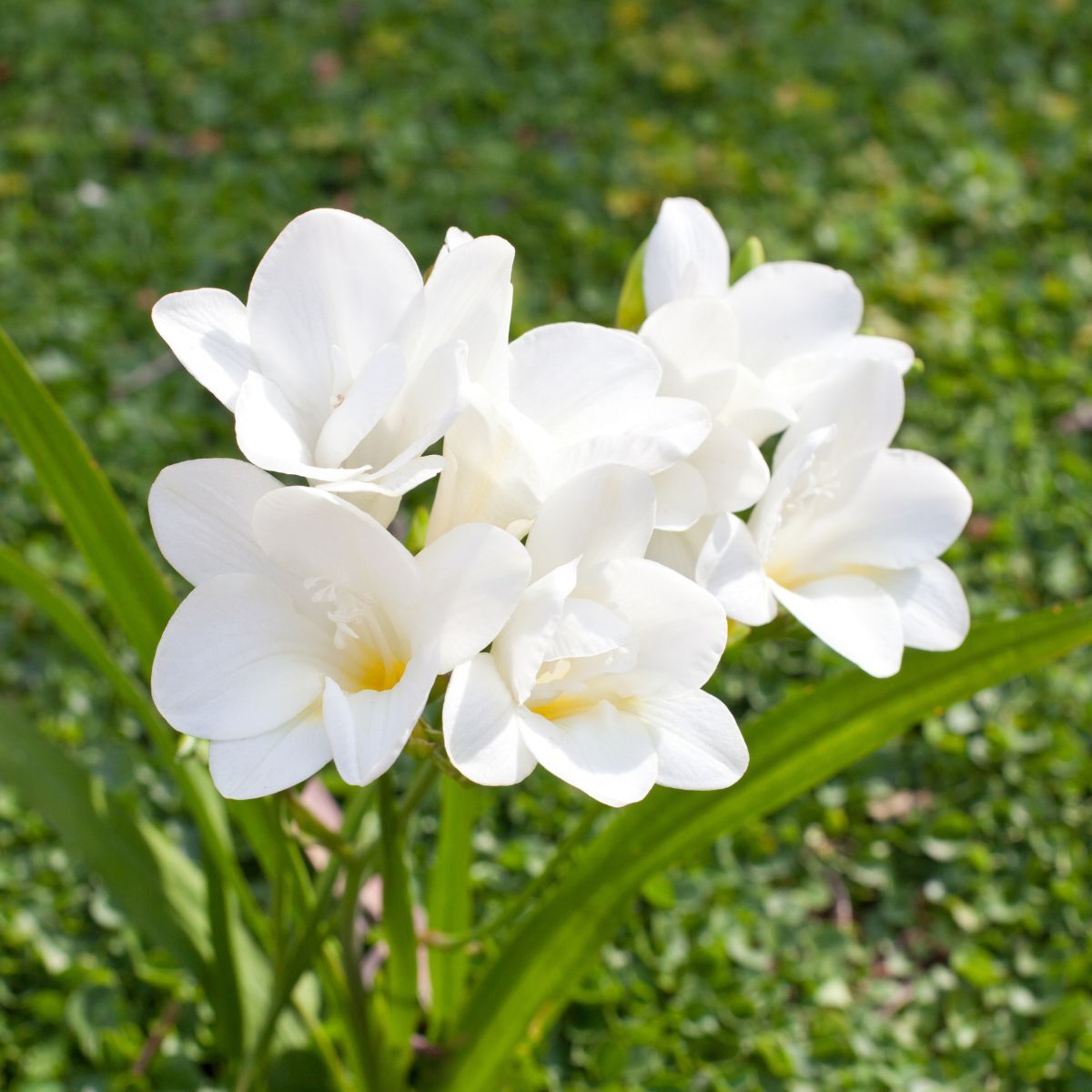 Freesia- Giant Single White