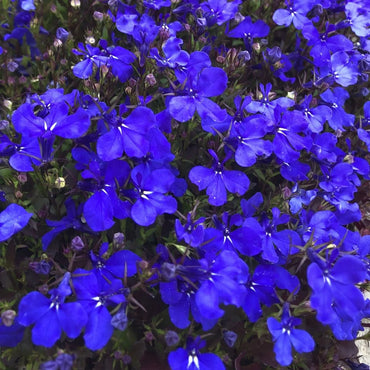 Lobelia- Crystal Palace