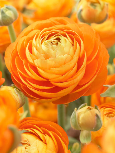 Ranunculus- Elegance Clementine 03-8