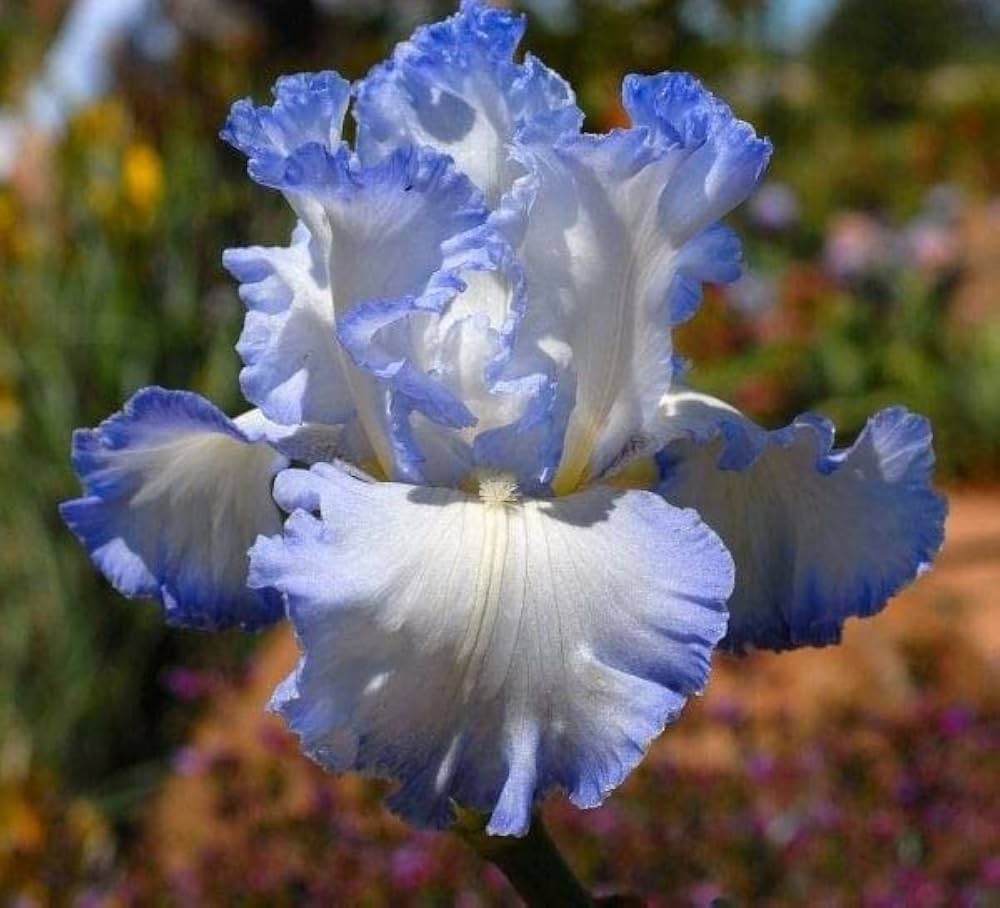Breck's Bearded Iris Grab Bag
