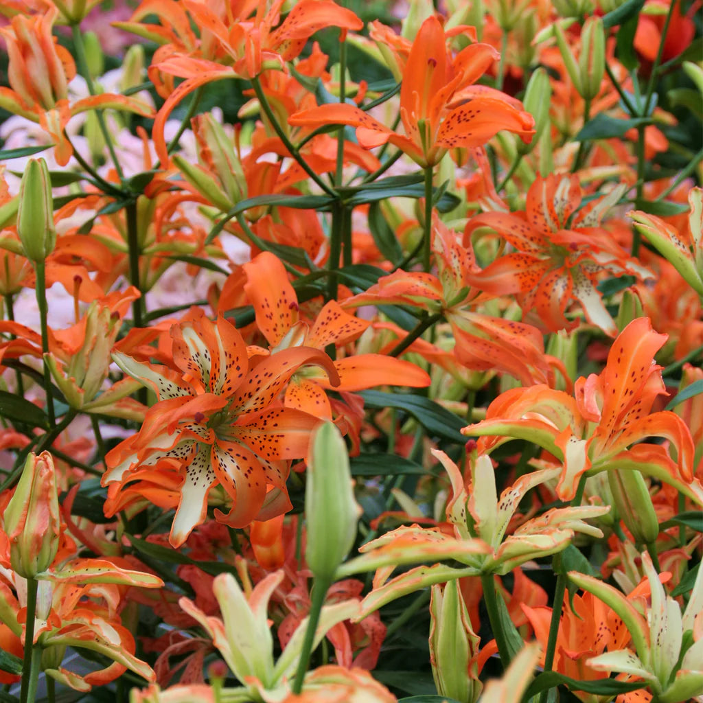 Double Asiatic Lily- Must See