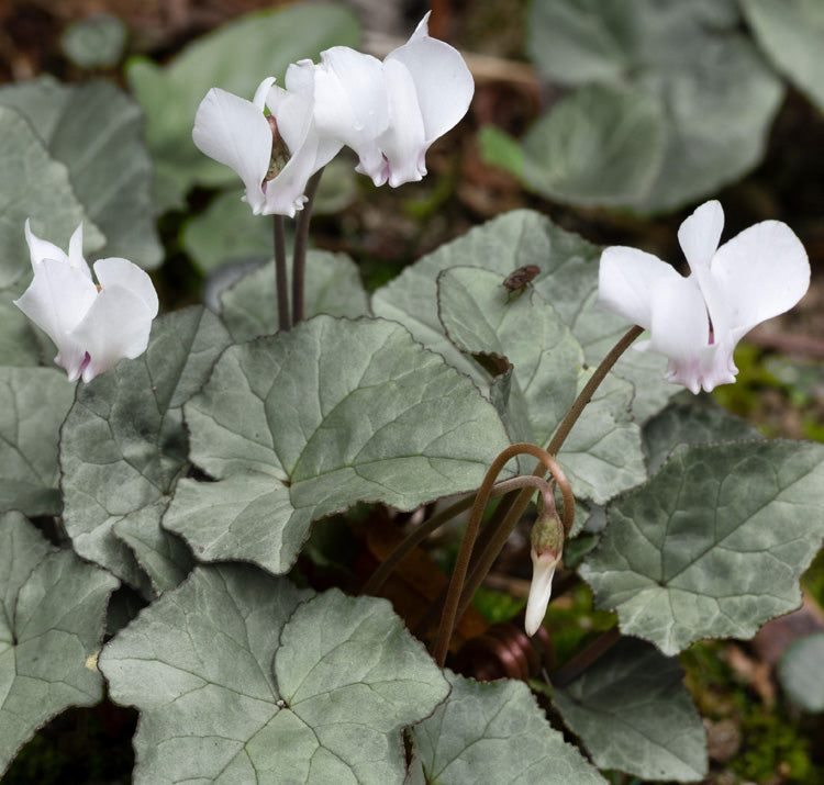 Hardy Winter-Blooming Silver Leaf Cyclamen Mixture Seeds