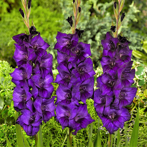 Gladiolus- Purple Flora