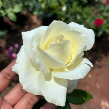 White Rose Heirloom Non-GMO Seeds for Planting