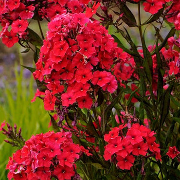 Red Wing Carpet Phlox