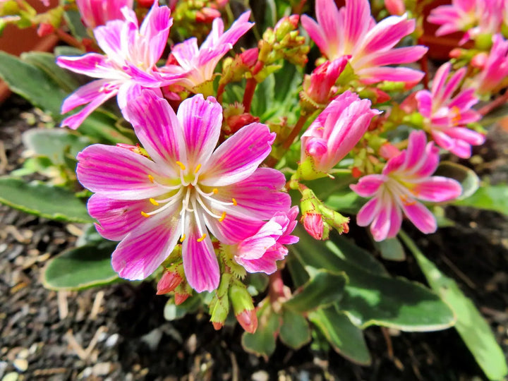 Heirloom Lewisia Flower Seeds, Non-GMO Colorful Rock Garden Blooms for Drought-Tolerant Planting