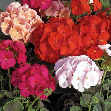 Mixed Geranium Flower Seeds for Planting - Heirloom & Non-GMO Seeds
