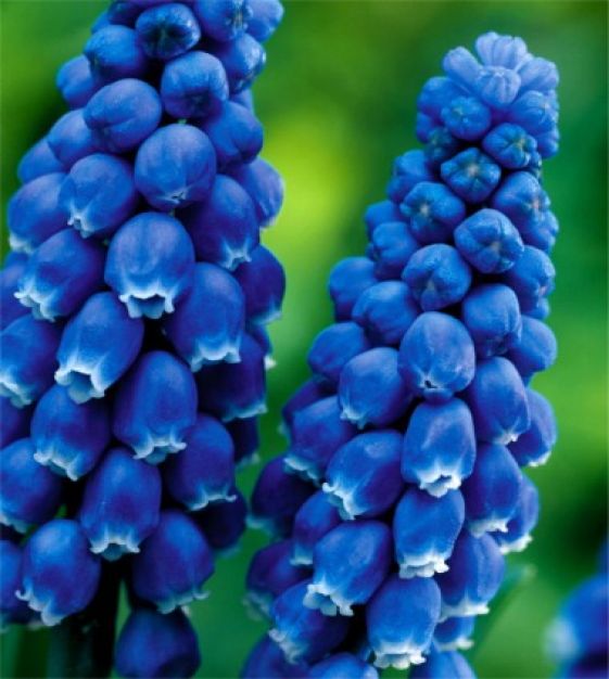 Dark Eyes Grape Hyacinth Seeds