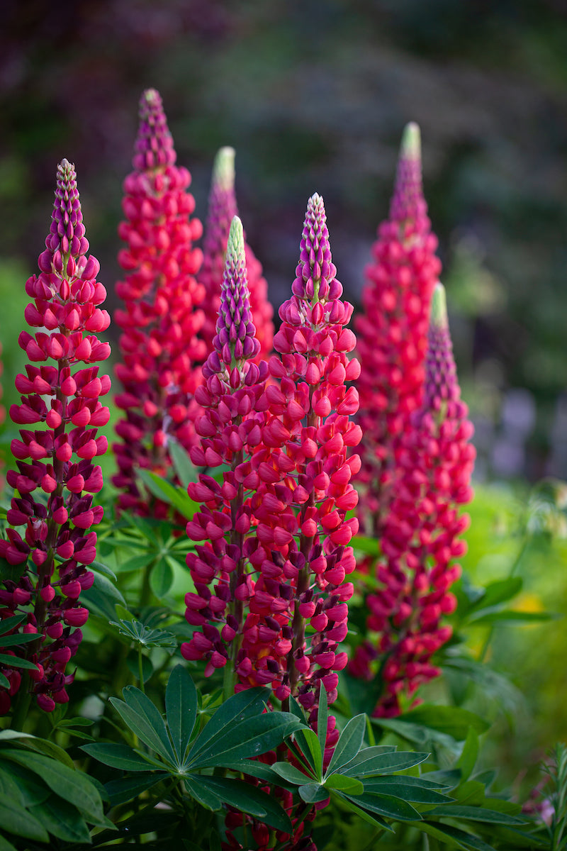 Lupin- Nigrescens Pink