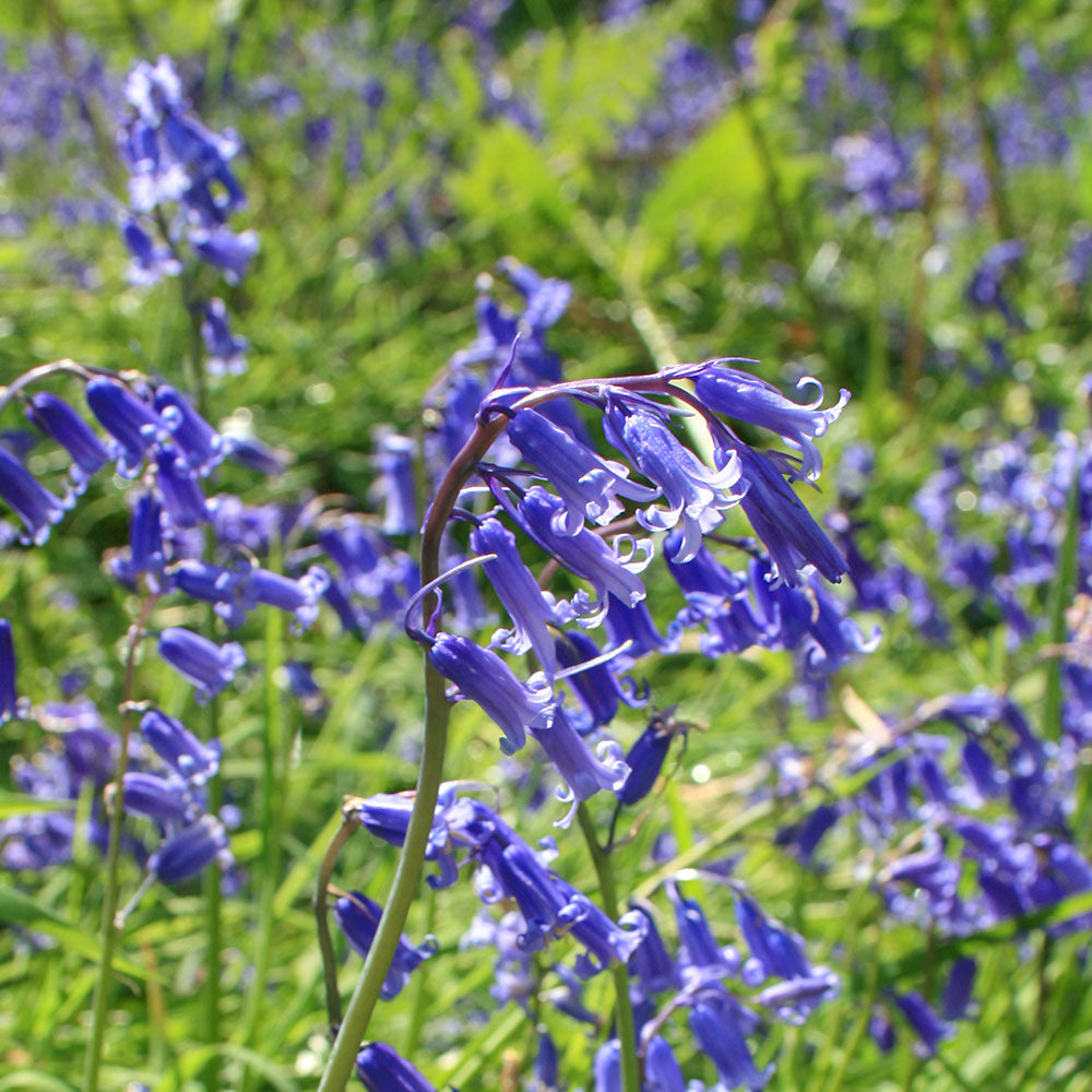 English Bluebells Seeds