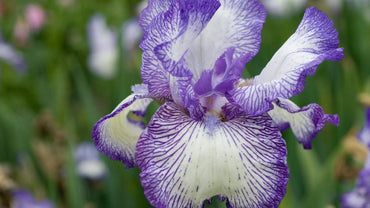 Jawbone Flats Bearded Iris