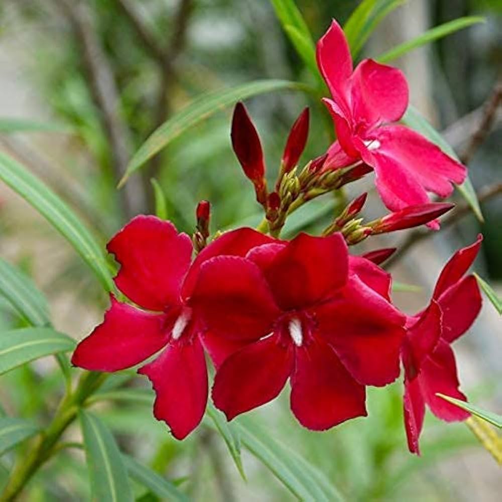 Nerium Oleander Kaner Flower Seeds