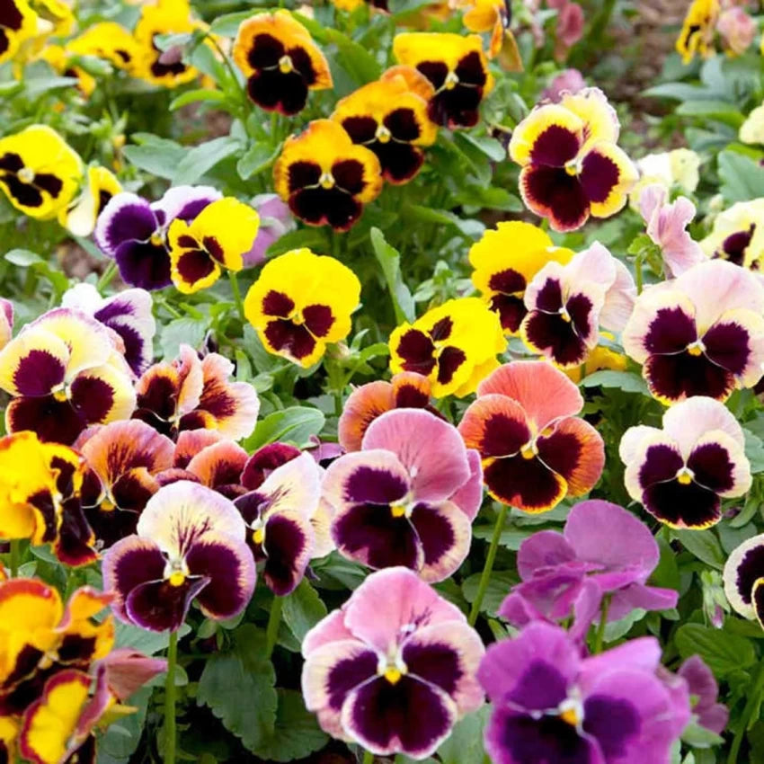 Pansy- Swiss Giants Velvet Mix