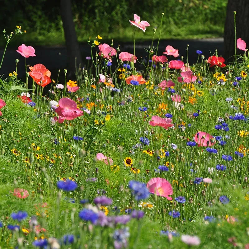 Midwest Pollinator Wildflower Mixture