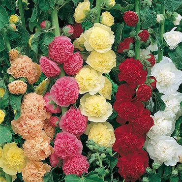 Hollyhock- Chaters Double Mix