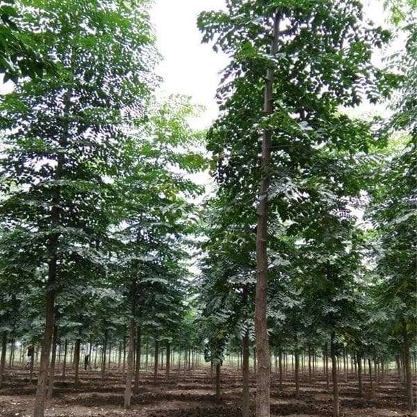 Melia Composita Seeds