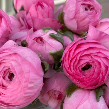 Ranunculus- Primo Rosa Light Pink (Corm)