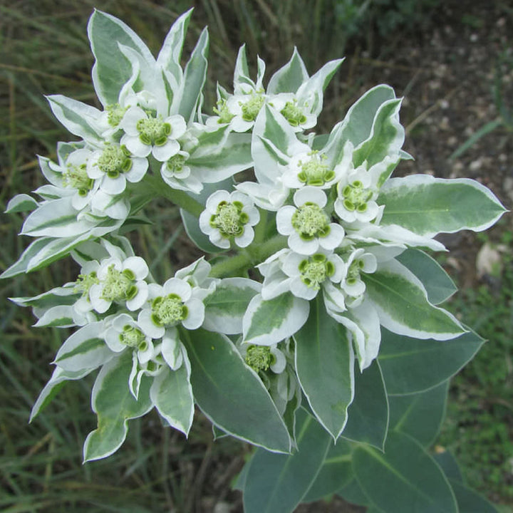 Heirloom Euphorbia Early Snow White Flower Seeds for Planting, Non-GMO