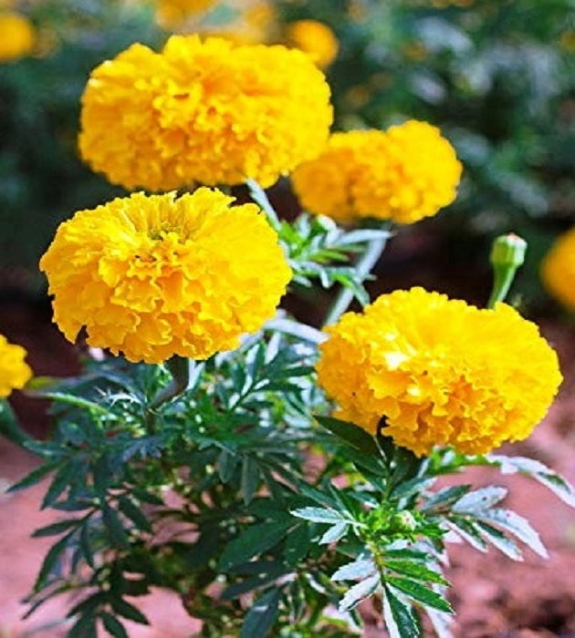 Marigold Inca Yellow Seeds