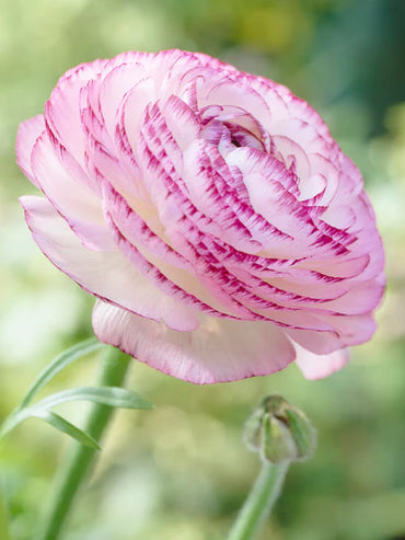 Ranunculus- Elegance Bianco Striato 48-14