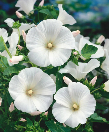 Organic White Lavatera Flower Seeds for Planting – Heirloom, Non-GMO