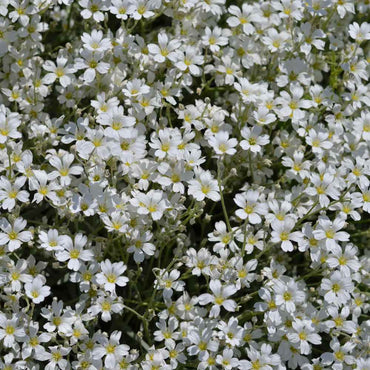 White Gypsophila Repens Seeds – Organic, Heirloom, Non-GMO Flower Seeds for Planting