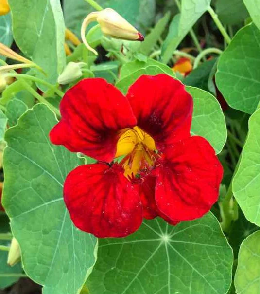 Nasturtium- Gleam Scarlet
